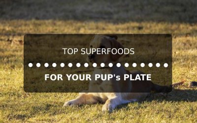 Top Superfoods for Your Pup’s Plate